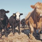 Cattle stand on the frozen ground in an outdoor pen looking curiously at the camera located near ground level.