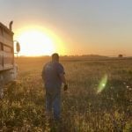 A man stands beside a grain truck, silhouetted against the setting sun, watching a combine harvest wheat in the distance.