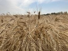 Ripe wheat near Selkirk, Manitoba in late August, 2024. | Greg Berg photo