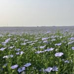 Flax in flower in a field near Wolseley, Saskatchewan in July, 2024. | Greg Berg photo