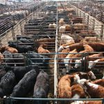 Cattle in pens full of cattle in a large feedlot.