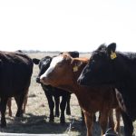 Four or five curious cows approach the photographer in a pasture on a sunny day.