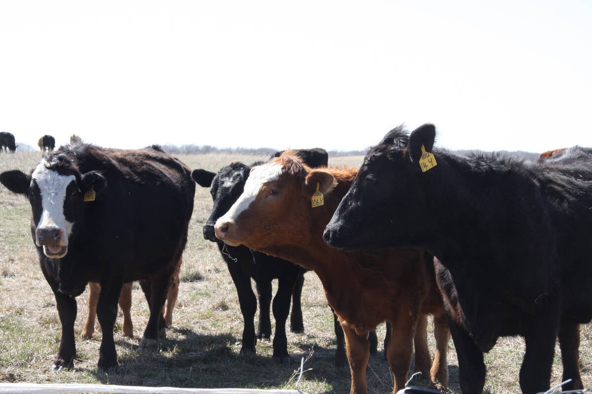 Four or five curious cows approach the photographer in a pasture on a sunny day.