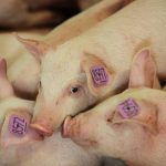 A group of young weanling pigs huddle close together with pink numbered tags in their ears.