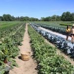 A wicker basket sits between rows of vegetables growing at a farm near Markham, Ontario on a sunny day.