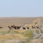 A herd of elk leap a barbed wire fence in the Bow Island Community Pasture.