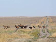 A herd of elk leap a barbed wire fence in the Bow Island Community Pasture.
