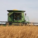 A thick crop of yellow mustard is harvested by a green combine near Pense, Saskatchewan.
