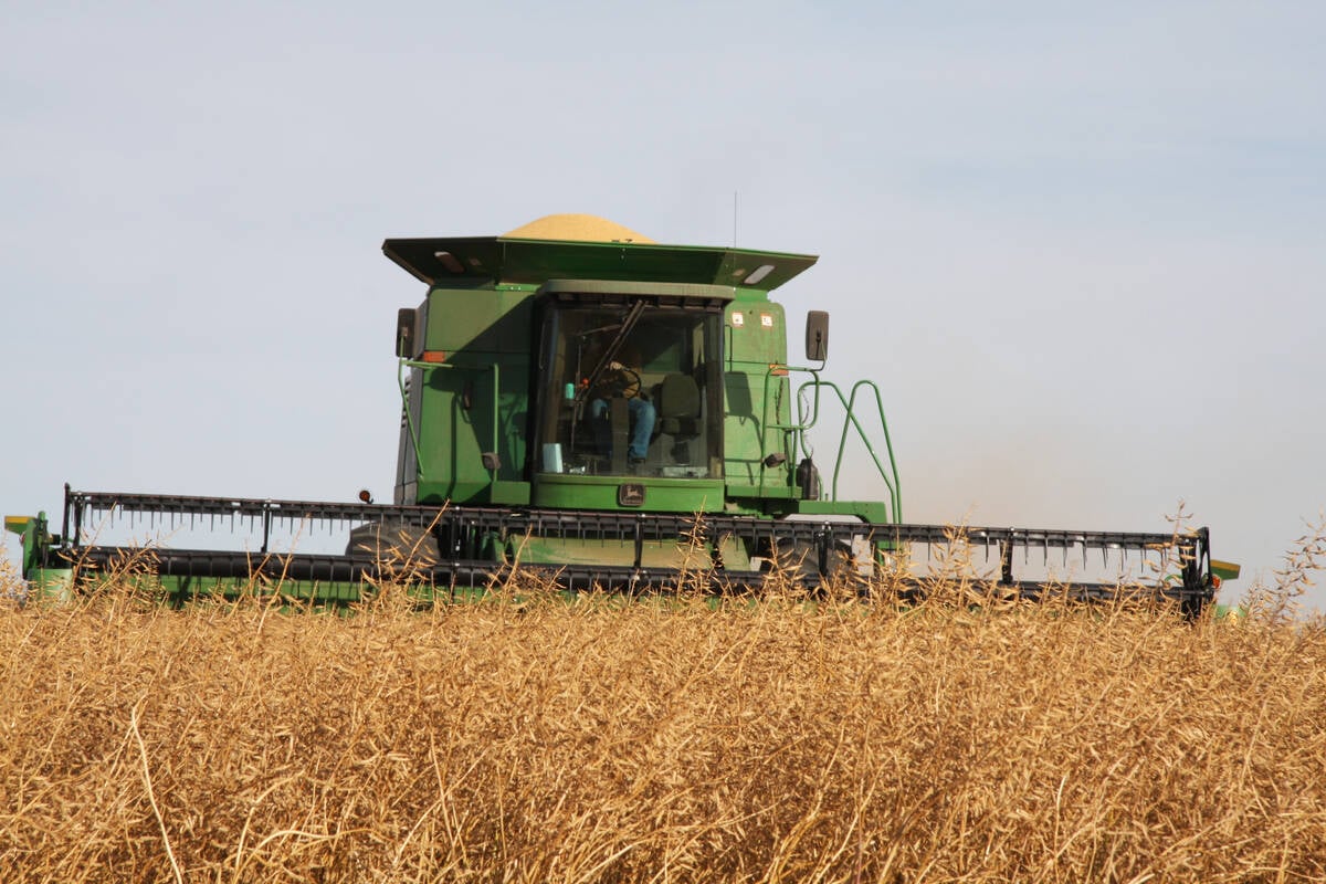 A thick crop of yellow mustard is harvested by a green combine near Pense, Saskatchewan.
