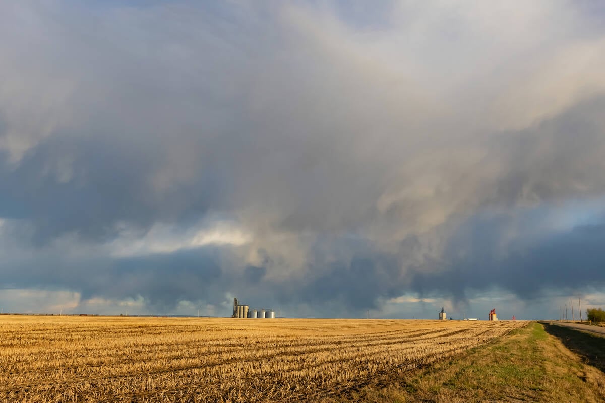 Australia wheat output at risk from frost, wet weather