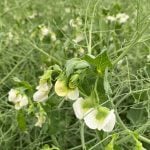 A yellow pea plant with white blooms on it.