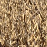 CBOT Weekly: Grain, oilseed futures under pressure