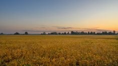 Photo: Jun Zhang/Getty Images Plus