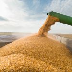 Corn is augered into the box of a grain truck during harvest.