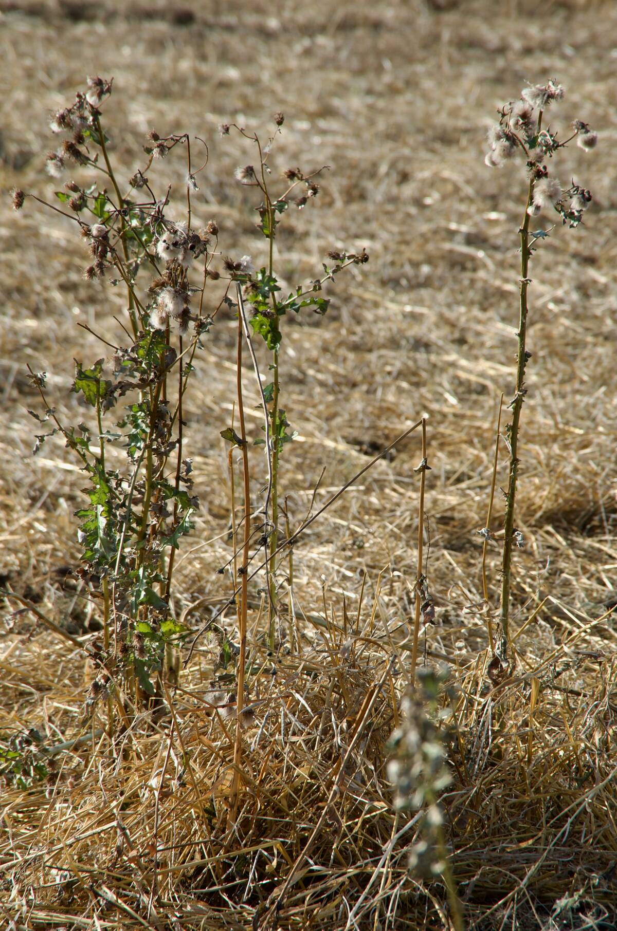 Canada thistle is a well known and often cursed weed problem on the Prairies.