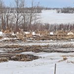 A large herd of deer graze in a field on a winter day.