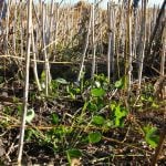 Canola stubble with red clover in fall.