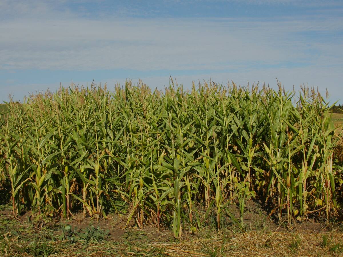 Grazing corn and long-season soybean intercrop.