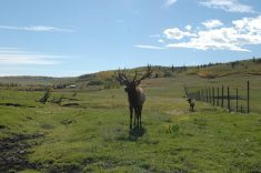 A bull elk observes visitors at Canadian Rocky Mountain Ranch near Calgary September 25, 2025.