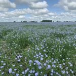 A flax field in bloom southeast of Delisle, Saskatchewan.