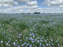 A flax field in bloom southeast of Delisle, Saskatchewan.
