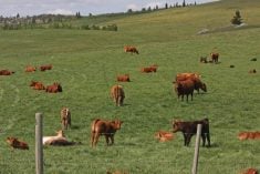 Cattle graze in a lush green pasture surrounded by a barbed wire fence.