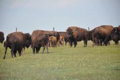 bison