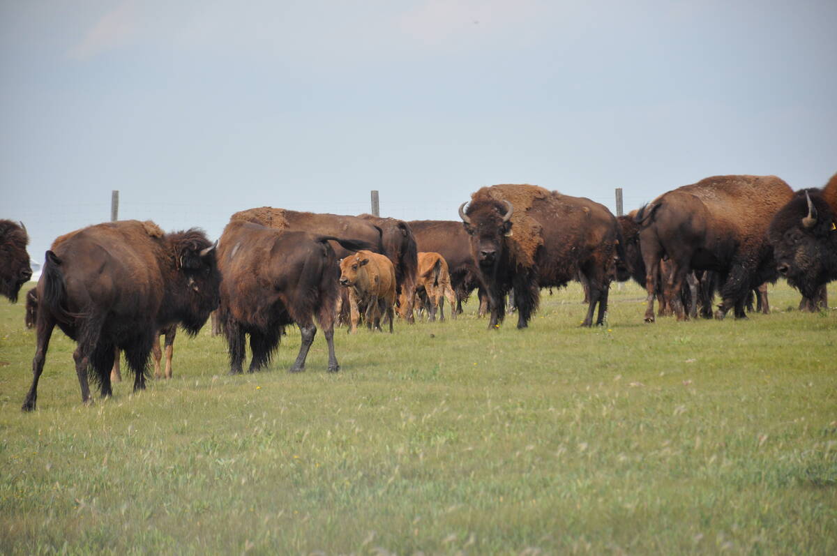 bison
