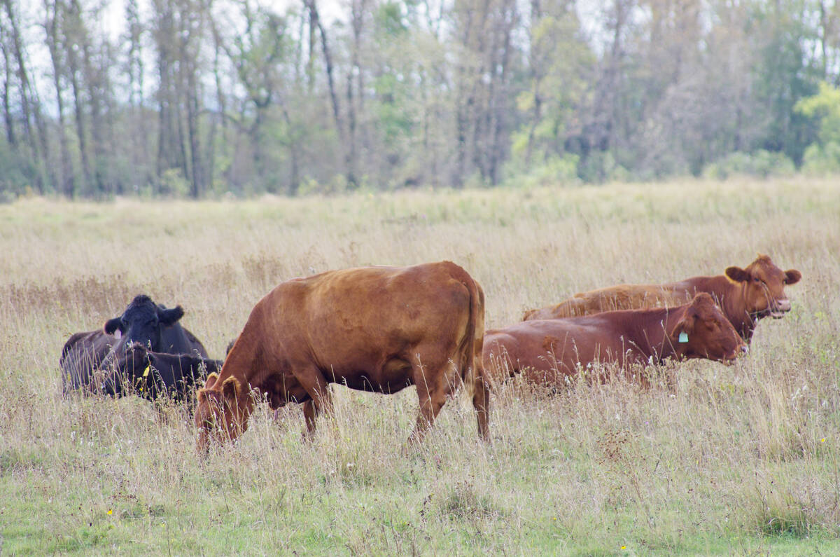 Changing spread, prevalence of animal diseases causes new challenges for food, agriculture