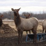 Canadian Food Inspection Agency extends chronic wasting disease control program consultation deadline