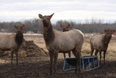 A group of female elk stand at attention while they wait to be fed their oats on an elk farm.