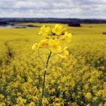Chinese offer complicates canola marketing