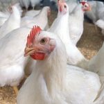 Bird flu cases increase across Europe, Japan