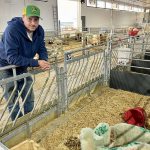 A man in a green and yellow ball cap leans on the side of a galvanized pen, one of many in a large barn, containing sheep lounging on a bed of straw.