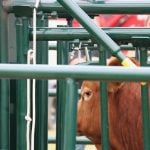 The eye of a bull is in crisp focus seen through a maze of green metal bars as the animal stands in some cattle handling equipment at the Ag in Motion farm show near Langham, Saskatchewan.