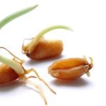 Manitoba farmers fight sprouted wheat after rain