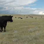 A black cow looks over its shoulder toward some of its herd in the distance in a pasture on a partly cloudy day.