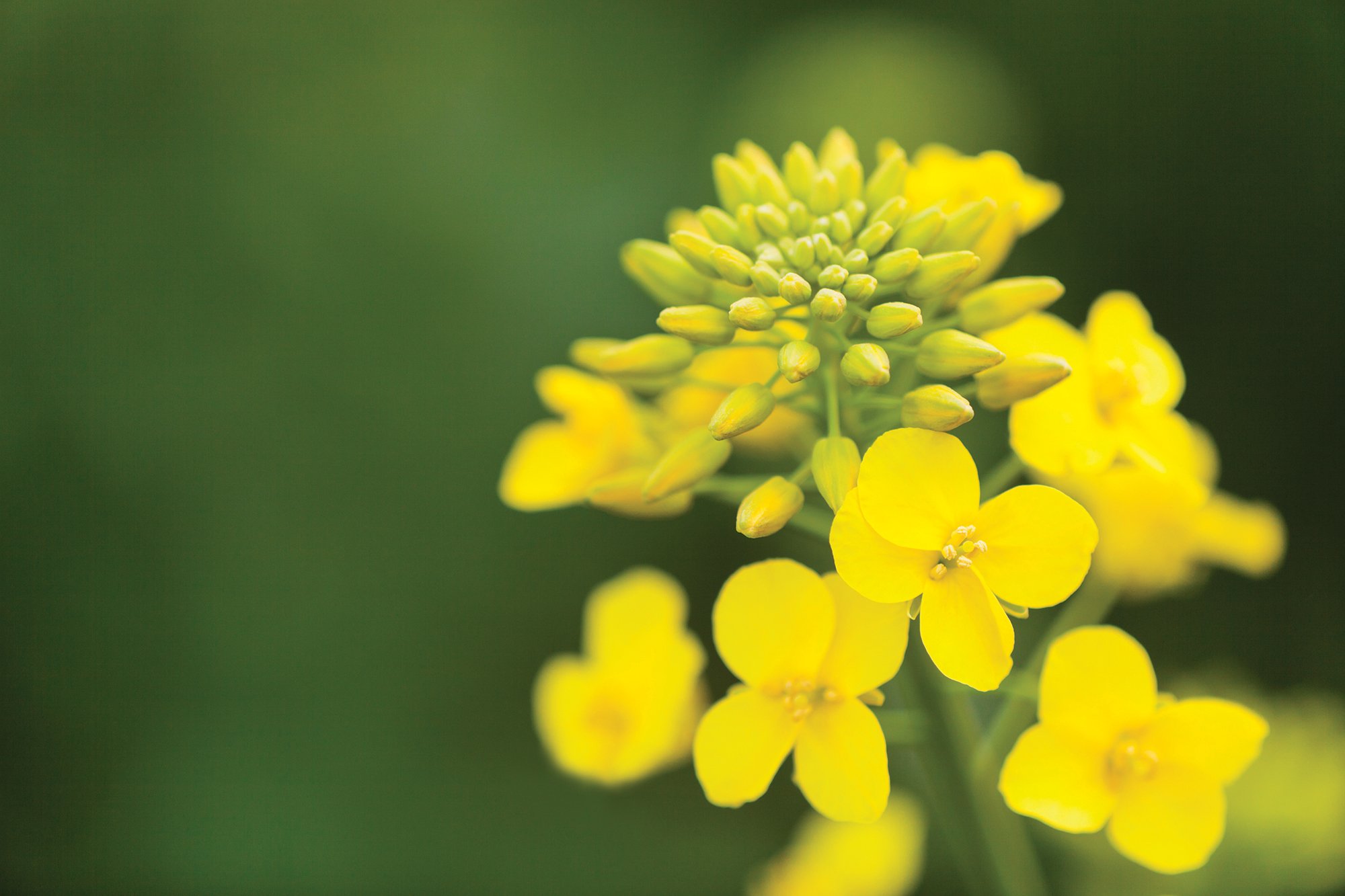 fresh canola flower close up