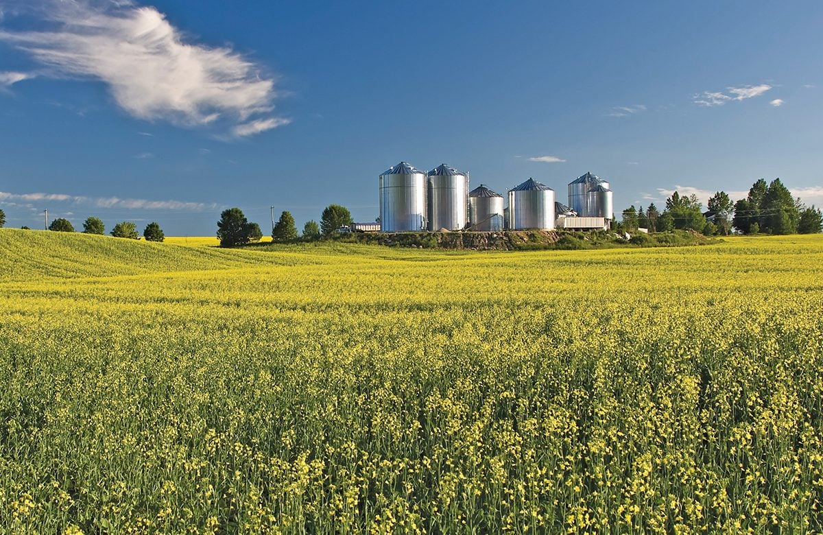 A wide field of yellow flowering crops with several silver grain silos and trees in the background under a clear blue sky.
