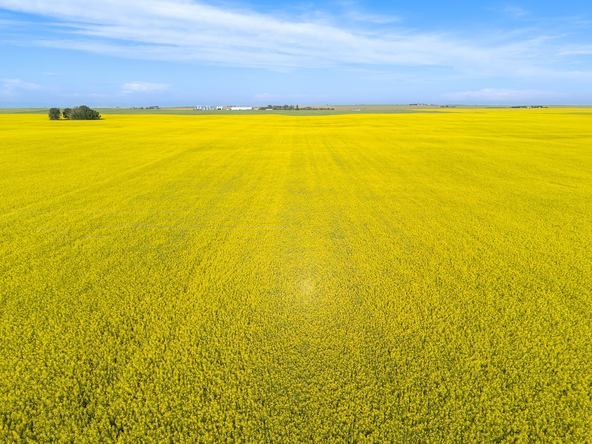 canola field in bloom