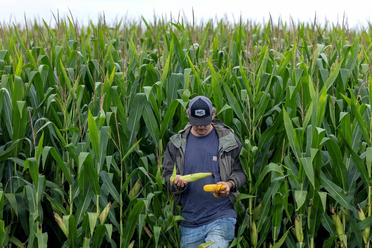 ICE Canada canola rises on short-covering, stronger soy