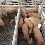 An overhead shot of cattle in wooden pens at Perlich Bros. Auction Mart as they await their turn in the sales ring.