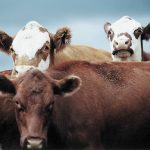 A brownish-red cow stands side-on looking at the camera with flies all over its back while two more cows with white faces look over top of it from behind.