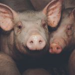 A pig stares at the camera from among a group of pigs in an indoor pen.