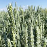 Discovery promises big wheat yield gain