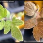 American researchers design a tomato plant that talks