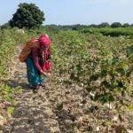 A farmer plucks cotton from a field partially damaged by excessive rainfall in Chhatrapati Sambhajinagar district of the western state of Maharashtra, India, October 9, 2025. REUTERS/Rajendra Jadhav
