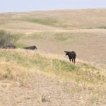 Saskatchewan tests new forage insurance program