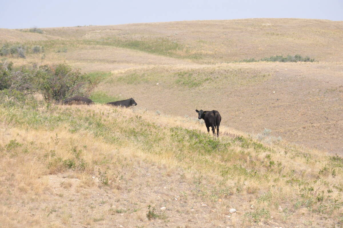 A few cattle on the edge of a valley in a very brown, dry pasture.