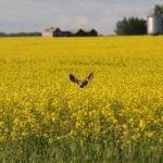 Drones now used to assess wildlife crop damage in Saskatchewan
